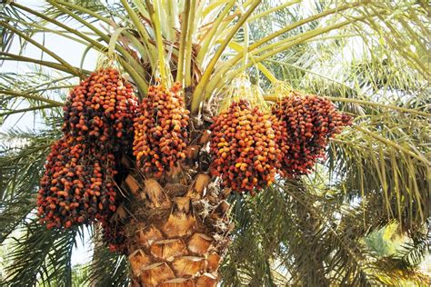 dates palm tree philippines|How to Grow and Care for Date Palm Trees .